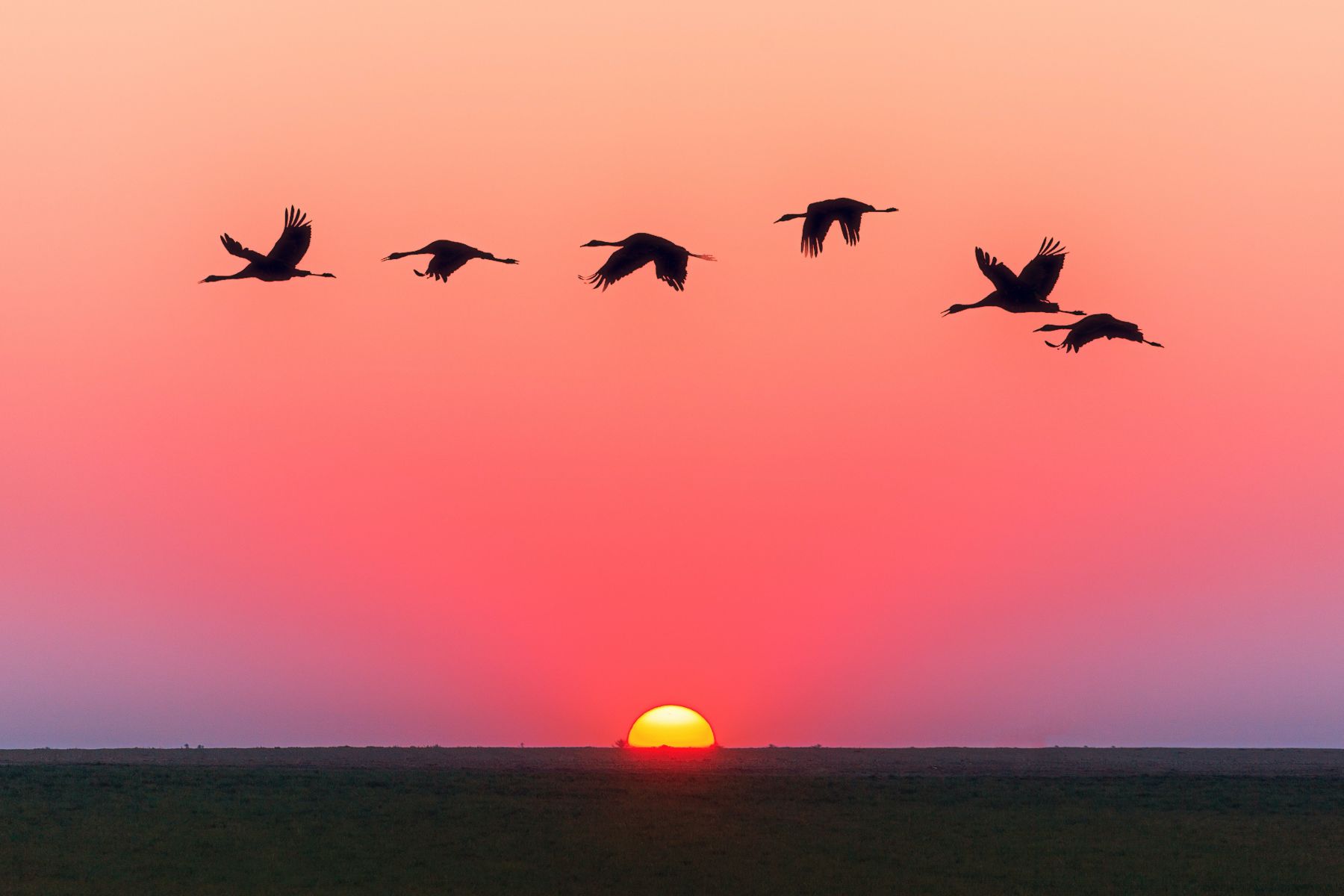 ptaki na tle zachodzącego słońca